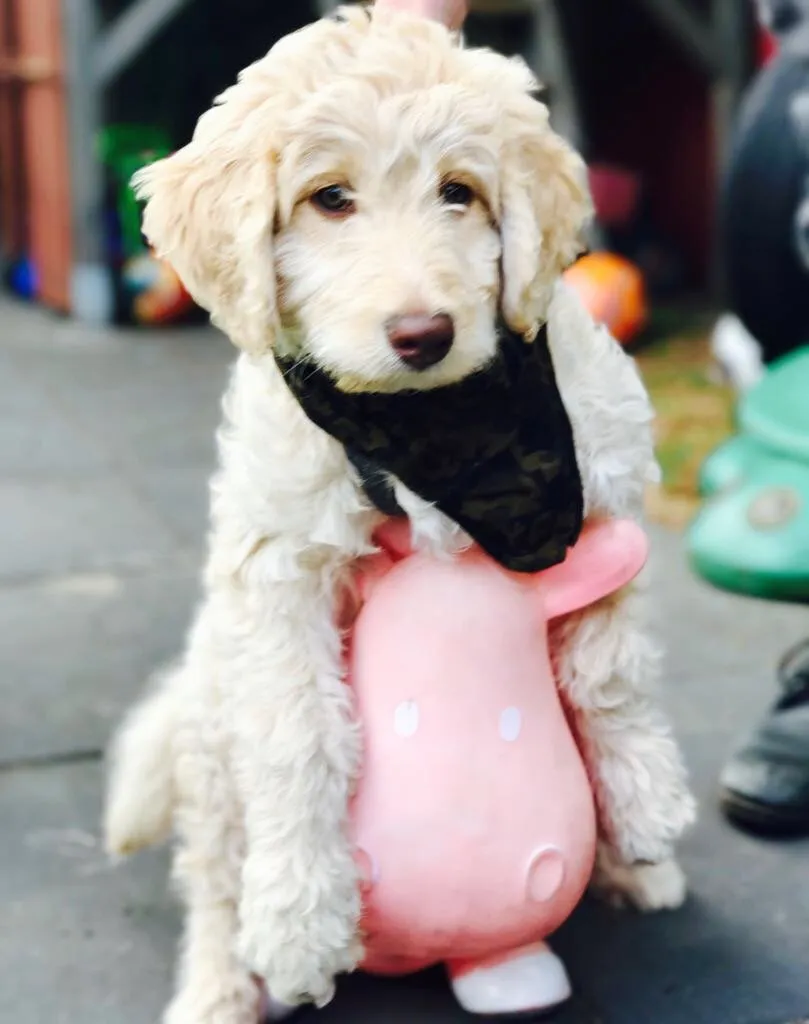 Blog: Hond springt op bij visite? Zo ontstaat probleemgedrag aan de voordeur (en wat helpt)