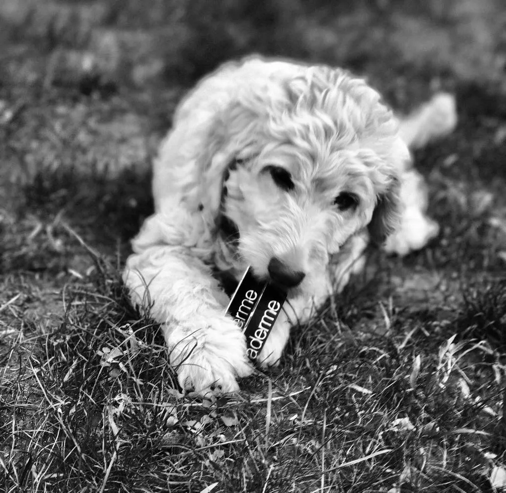 Blog: Tanden poetsen bij je hond: zo doen wij dat met Soofi (plus wat de dierentandarts ons leerde)