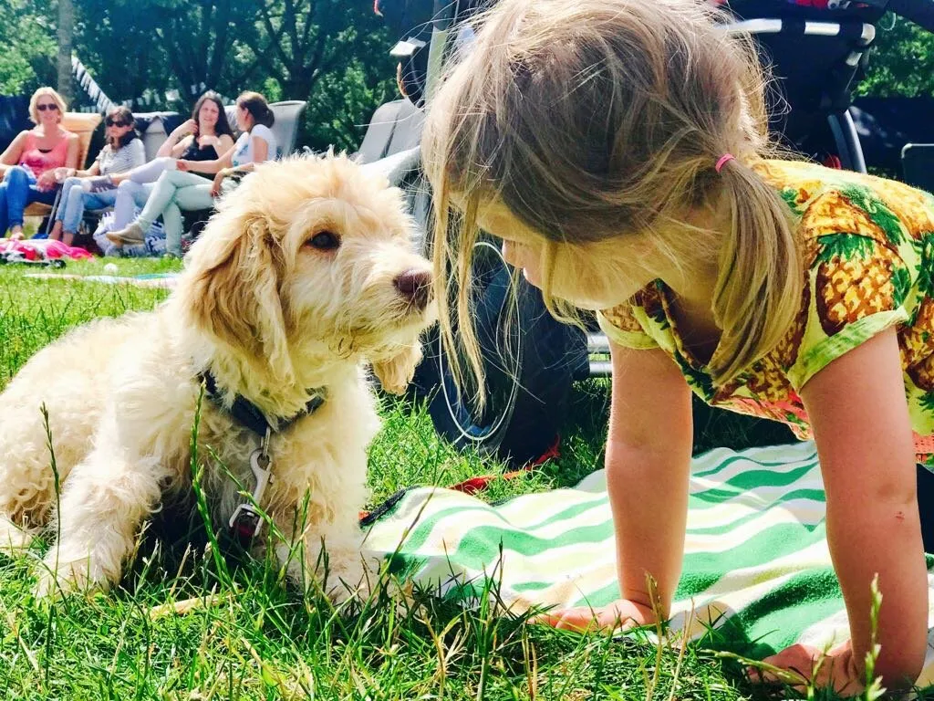 Blog: Je hond leren begrijpen: de signalen die wij over het hoofd zien
