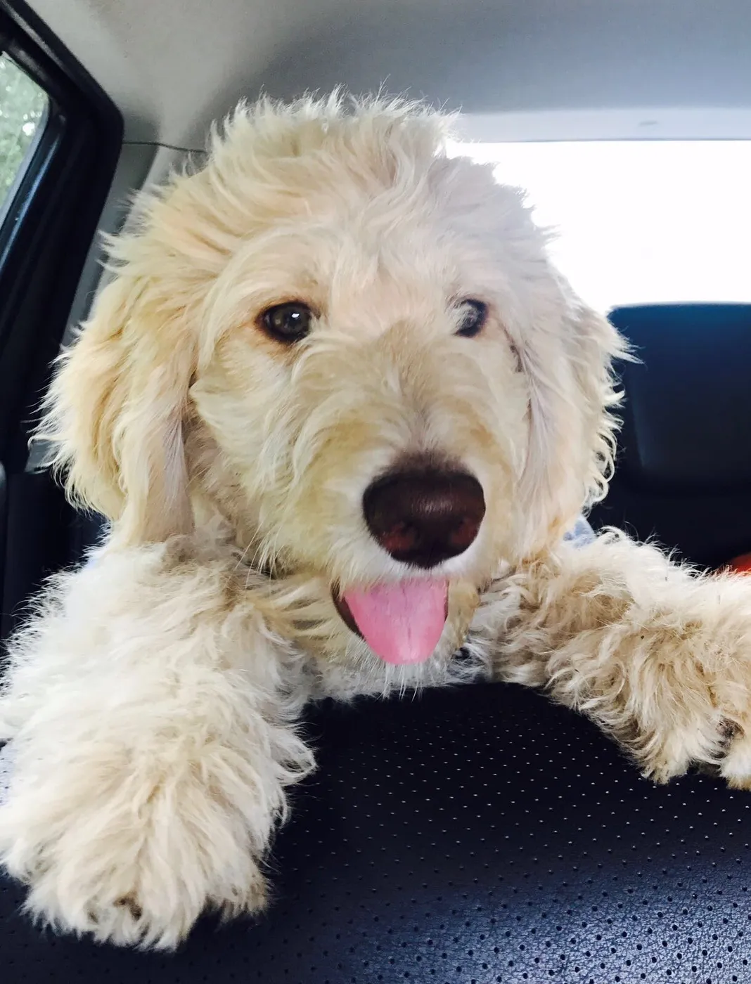 Blog: De eerste dag met een labradoodle puppy: zo bereid je je thuis voor