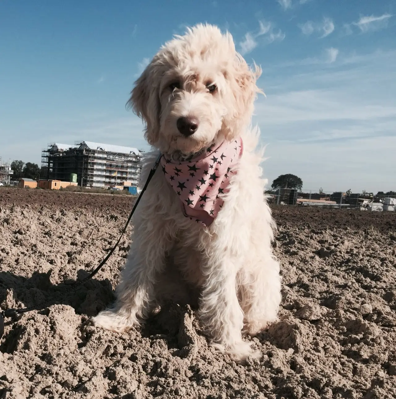 Soofi de Labradoodle met haar neus in de zeelucht op het strand