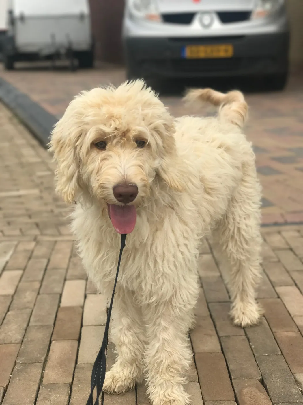 Blog: Op vakantie met je hond én alle bagage: zo regelden wij het