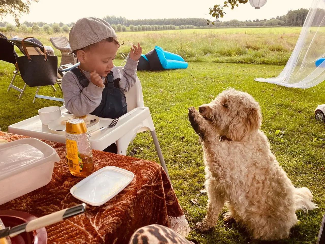 Blog: Voor het eerst kamperen met je hond: 9 checks voor een fijne week