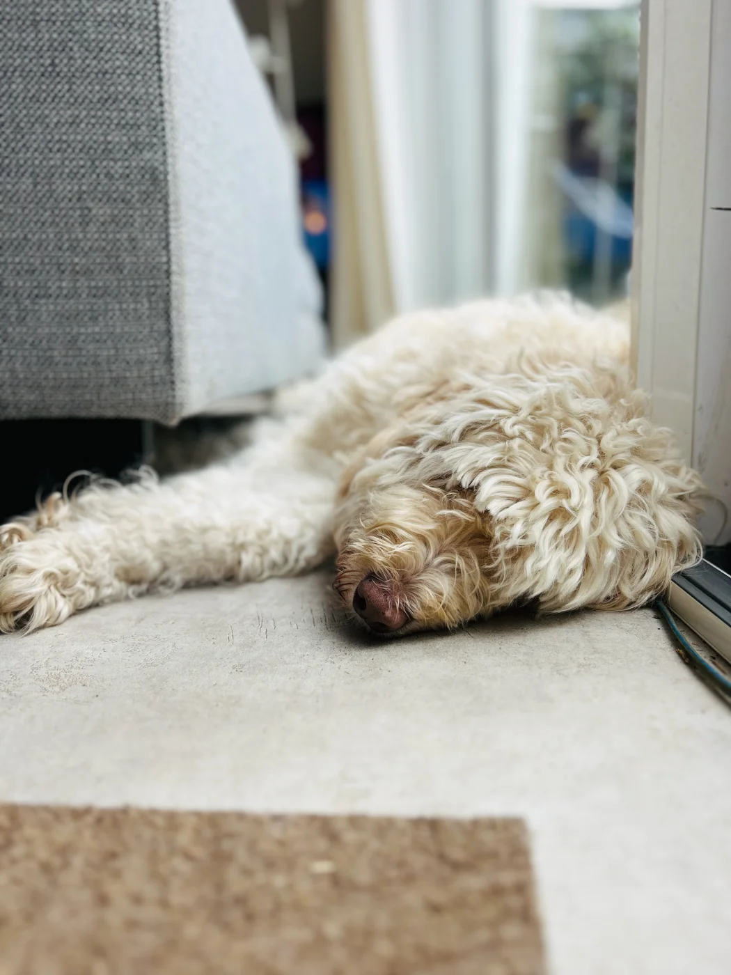 Soofi de Labradoodle rust bij de schuifpui
